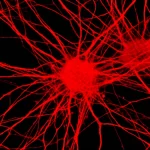 Fotografia macro ad alta definizione (obiettivo 100mm Macro) di neuroni coltivati su un chip microelettrodo (MEA). Messa a fuoco precisa sulle cellule e sugli elettrodi sottostanti, illuminazione da laboratorio controllata che evidenzia la struttura della rete neuronale. Dettagli elevati visibili nelle connessioni cellulari.