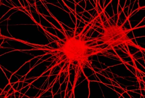 Fotografia macro ad alta definizione (obiettivo 100mm Macro) di neuroni coltivati su un chip microelettrodo (MEA). Messa a fuoco precisa sulle cellule e sugli elettrodi sottostanti, illuminazione da laboratorio controllata che evidenzia la struttura della rete neuronale. Dettagli elevati visibili nelle connessioni cellulari.
