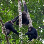 Fotografia naturalistica, teleobiettivo 300mm, scatto veloce, inseguimento del movimento, un gruppo di scimpanzé della Foresta di Taï che coordina un'azione di caccia tra gli alberi, luce filtrata dalla chioma, alta tensione, interazione intensa tra gli individui.