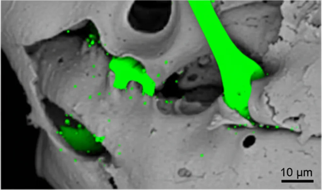 Ricostruzione 3D da micro-CT della mascella di un ratto che mostra chiaramente l'area del difetto alveolare riempita con nuovo osso denso (colorato o ad alta intensità) nel gruppo trattato con scaffold e cellule co-coltivate. Immagine scientifica ad alta risoluzione, contrasto ottimizzato per visualizzare l'osso.