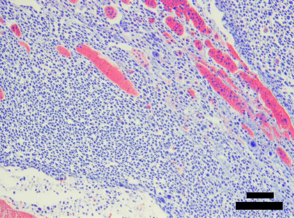 Micrografia di una sezione istologica colorata con Ematossilina-Eosina (HeE) dell'area del difetto osseo nel ratto trattato con la strategia combinata. Si osservano numerose trabecole ossee neoformate (rosa intenso) ben integrate con il tessuto circostante e cellule osteoblastiche attive. Obiettivo microscopico 10x, alta definizione, illuminazione chiara.