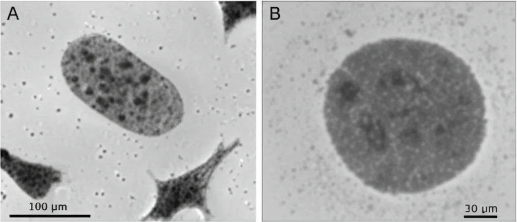 Microfotografia di cellule macrofagiche RAW264.7 in coltura in una piastra multi-pozzetto. Alcuni pozzetti mostrano cellule trattate con l'estratto di Ya-Kao, evidenziando una ridotta densità cellulare o alterazioni morfologiche indicative dell'inibizione della produzione di NO (rappresentata graficamente o con colorazione specifica). Dettaglio elevato, illuminazione da microscopia a contrasto di fase.