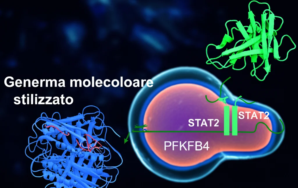 Diagramma molecolare stilizzato che mostra la proteina USP5 (blu) che interagisce con STAT2 (verde), impedendone la degradazione, e STAT2 che attiva il gene PFKFB4 (rosso) nel nucleo cellulare. Lente prime 35mm, profondità di campo, colori vivaci su sfondo scuro.