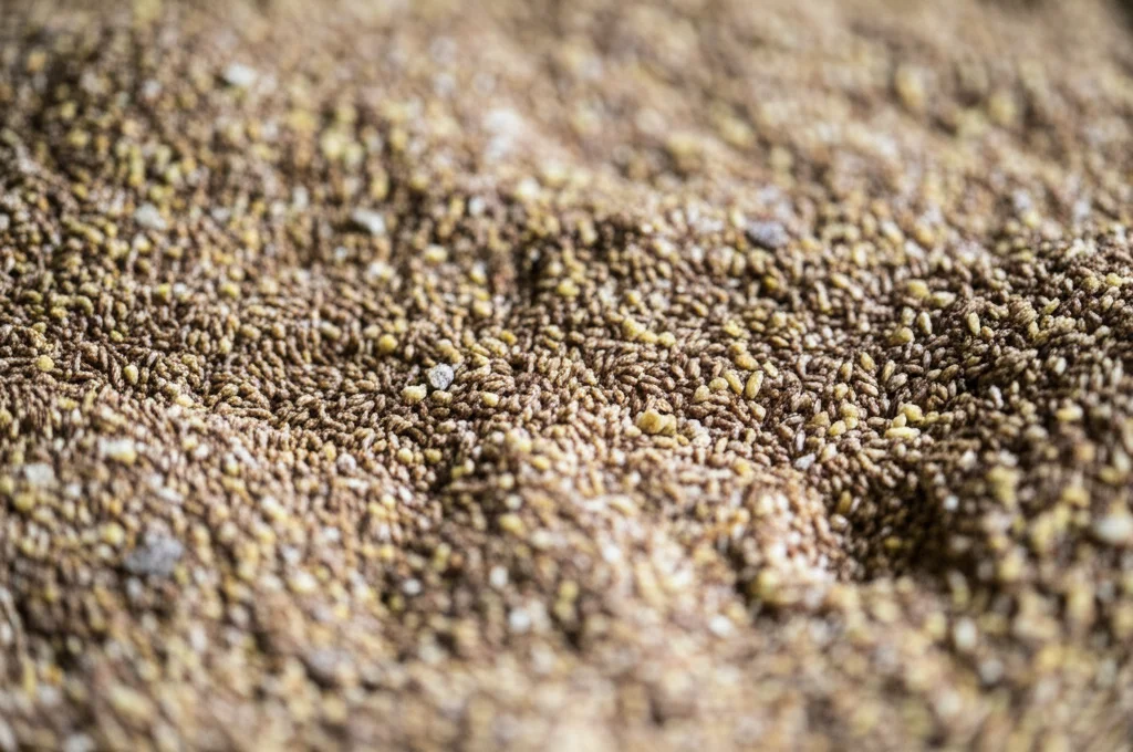 Macro fotografia, 85mm lens, di semi di lino macinati mescolati in una razione TMR per vacche da latte in una mangiatoia, alta definizione, messa a fuoco precisa sulla texture dei semi e dei componenti del mangime, illuminazione controllata da studio.