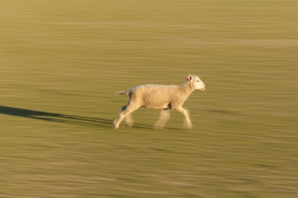 Fotografia sportiva/naturalistica di pecore al pascolo nella steppa della Mongolia Interna, teleobiettivo 200mm, bassa profondità di campo per isolare gli animali, fast shutter speed per congelare il movimento, luce del tardo pomeriggio che crea lunghe ombre.