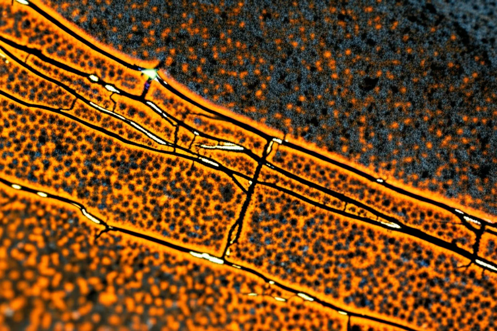 Fotografia macro di una sezione di roccia porosa satura di petrolio, con sottili crepe illuminate che rappresentano i canali di filtrazione iniziali. Obiettivo macro 100mm, illuminazione controllata per evidenziare i dettagli della porosità, messa a fuoco precisa sulle crepe.