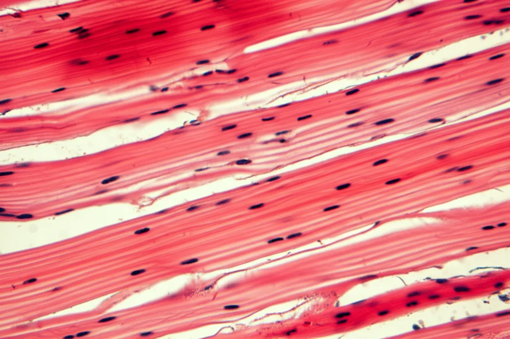 Fotografia macro di fibre muscolari umane, illuminazione controllata ad alto dettaglio, obiettivo macro 90mm, che mostra la struttura muscolare sana in contrasto con l'idea di perdita muscolare dovuta a sarcopenia in pazienti respiratori.