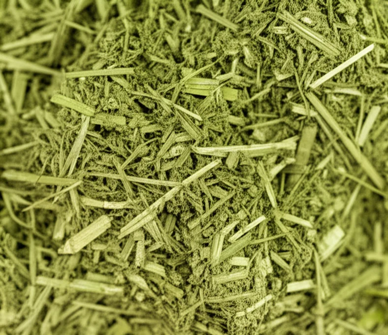 Campione di insilato di foglie di bambù ben fermentato dopo 45 giorni, colore verde-brunastro, odore leggermente acidulo e dolce per la melassa, ripreso con lente macro 100mm, messa a fuoco precisa sui dettagli della fibra vegetale fermentata.