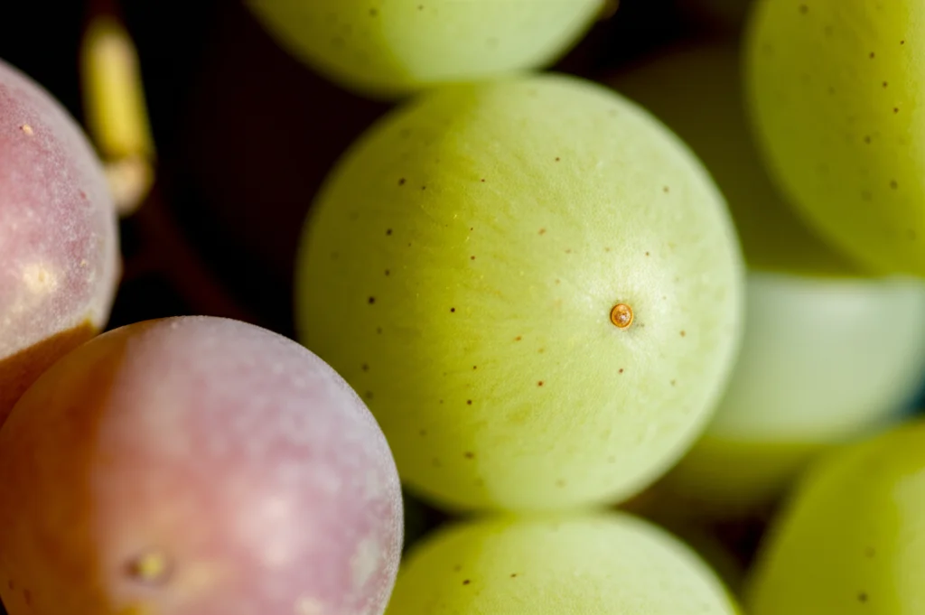 Macro fotografia di un grappolo d'uva 'Siah-e-Samarghandi' trattato, mostrando acini più grandi e uniformi, lente macro 90mm, illuminazione controllata da studio, alta definizione, messa a fuoco precisa sui singoli acini succosi.