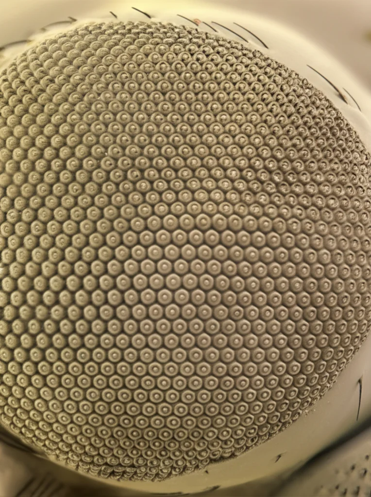 Micrografia elettronica a scansione di un occhio composto di Drosophila melanogaster, che mostra la struttura regolare degli ommatidi esagonali. Macro lens, 100mm, high detail, controlled lighting.