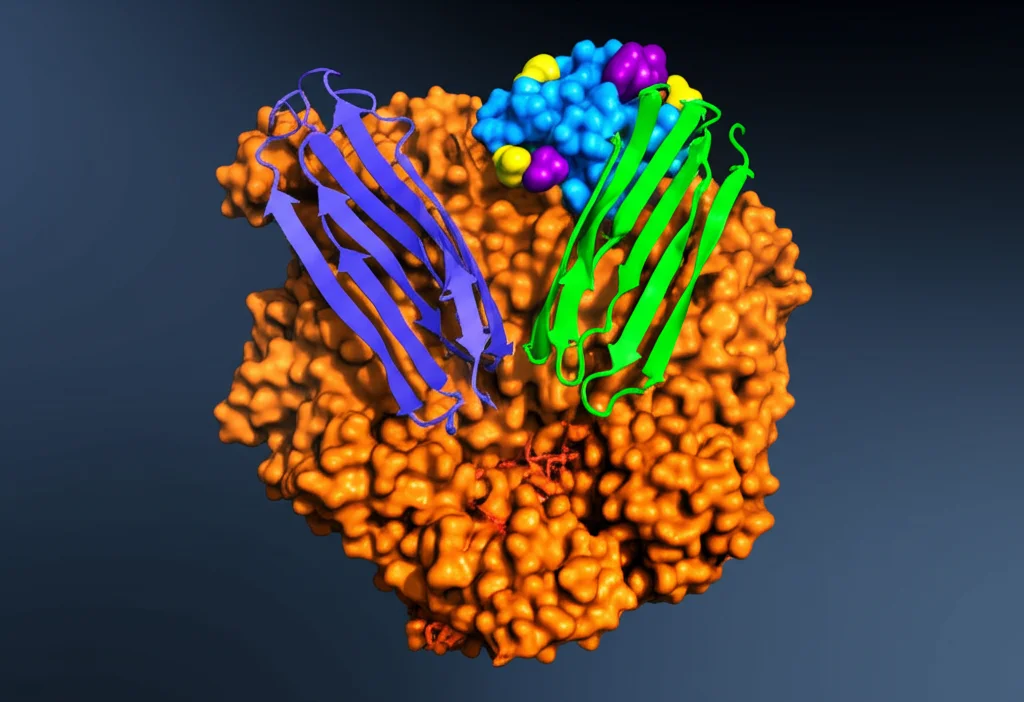 Illustrazione 3D di chaperoni molecolari (Hsp90, Hsc70) che interagiscono con un canale ionico KV4.3 mal ripiegato, assistendone il corretto ripiegamento. Modello proteico dettagliato, sfondo astratto.