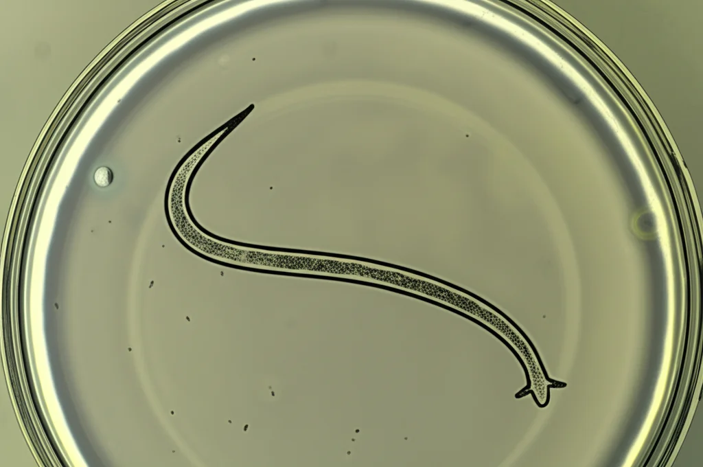 Macro fotografia ad alta definizione di un verme C. elegans su una piastra di Petri, obiettivo macro 60mm, illuminazione controllata per evidenziare la sua trasparenza e le strutture interne come l'intestino dove avviene la fusione delle goccioline lipidiche.