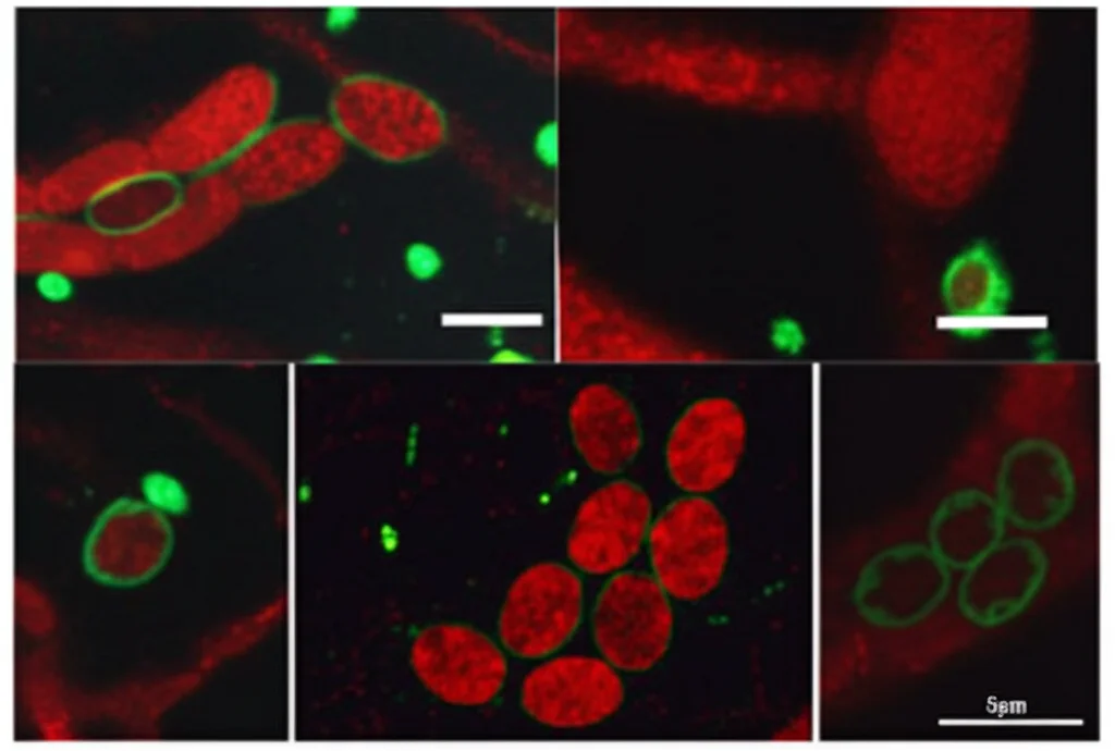 Immagine di microscopia confocale ad alta risoluzione che mostra enzimi fluorescenti (verdi) localizzati sulla superficie di goccioline lipidiche (rosse) all'interno di una cellula intestinale di C. elegans. Obiettivo 63x ad olio, evidenziando la co-localizzazione.