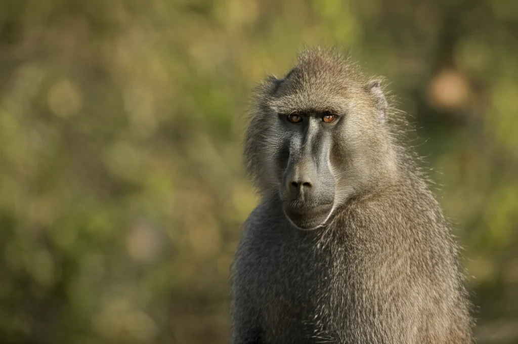 Ritratto fotografico di un babbuino Chacma che guarda incuriosito verso l'obiettivo, ambientazione naturale sfocata, lente prime 85mm, profondità di campo, luce naturale del tardo pomeriggio.