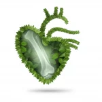 Immagine simbolica: un cuore anatomico stilizzato fatto di foglie verdi fresche e vibranti intrecciato con l'immagine radiografica di un'articolazione del ginocchio sana e luminosa, su uno sfondo bianco pulito e minimalista, illuminazione da studio diffusa e uniforme, alta definizione, obiettivo 50mm prime, focus nitido su entrambi gli elementi.