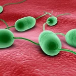 Visualizzazione 3D fotorealistica di batteri Neisseria gonorrhoeae con un focus sulla loro parete cellulare. Si notano le strutture del peptidoglicano e del lipooligosaccaride. Illuminazione scientifica per evidenziare i dettagli molecolari, obiettivo macro 105mm, alta definizione, profondità di campo ridotta.