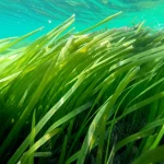 Immagine subacquea di una prateria di macrofite lacustri (Characeae) in acque limpide, con i raggi del sole che filtrano dalla superficie, obiettivo grandangolare 24mm per catturare l'ambiente, messa a fuoco precisa sulle piante in primo piano, colori vividi del verde delle piante e del blu dell'acqua.