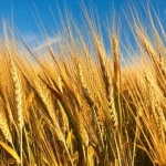 Campo di grano emmer maturo Lxd-682 sotto un cielo azzurro limpido, spighe dorate sane e rigogliose ondeggianti al vento. Fotografia paesaggistica, obiettivo grandangolare 15mm, messa a fuoco nitida su tutto il campo, luce calda del tardo pomeriggio, alta risoluzione, sensazione di salute e abbondanza.