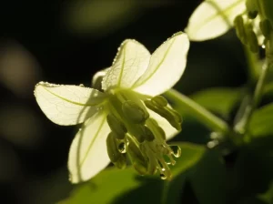 Primo piano di un fiore delicato di Epimedium pubescens con gocce di rugiada, obiettivo macro 85mm, alta definizione, illuminazione naturale morbida del mattino, sfondo leggermente sfocato per enfatizzare il fiore.