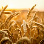 Primo piano macro di spighe di grano dorato maturo in un campo al tramonto, lente macro 100mm, alta definizione, luce calda e controllata, focus preciso sui chicchi.