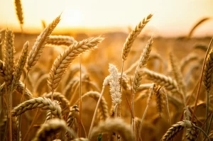 Primo piano macro di spighe di grano dorato maturo in un campo al tramonto, lente macro 100mm, alta definizione, luce calda e controllata, focus preciso sui chicchi.