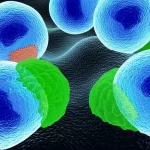 Visualizzazione artistica di cellule di cancro al seno triplo negativo (TNBC) con un focus sull'interazione tra la proteina PMAIP1 (evidenziata in blu brillante, associata all'apoptosi) e la proteina ATG5 (evidenziata in verde, coinvolta nell'autofagia). L'immagine mostra alcune cellule che subiscono apoptosi mentre altre presentano strutture autofagiche. Lente prime, 35mm, profondità di campo per mettere a fuoco l'interazione molecolare, colori duotone blu e verde per distinguere i processi.