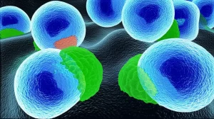 Visualizzazione artistica di cellule di cancro al seno triplo negativo (TNBC) con un focus sull'interazione tra la proteina PMAIP1 (evidenziata in blu brillante, associata all'apoptosi) e la proteina ATG5 (evidenziata in verde, coinvolta nell'autofagia). L'immagine mostra alcune cellule che subiscono apoptosi mentre altre presentano strutture autofagiche. Lente prime, 35mm, profondità di campo per mettere a fuoco l'interazione molecolare, colori duotone blu e verde per distinguere i processi.