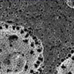 Immagine al microscopio elettronico di una cellula infetta da SARS-CoV-2, che mostra un corpo denso 3a (3DB) come una struttura sferica elettrondensa, con dettagli delle membrane interne rimodellate dalla proteina ORF3a. Macro lens, 80mm, high detail, precise focusing, controlled lighting, con contrasto accentuato per evidenziare la densità del 3DB.