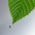 Immagine concettuale rappresentante la chimica verde e la protezione dalla corrosione. Una foglia verde vibrante copre parzialmente una superficie metallica lucida e protetta (acciaio dolce), contrastando con una piccola area corrosa nelle vicinanze. Illuminazione naturale soffusa, profondità di campo, obiettivo prime da 85mm.