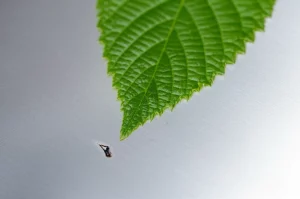 Immagine concettuale rappresentante la chimica verde e la protezione dalla corrosione. Una foglia verde vibrante copre parzialmente una superficie metallica lucida e protetta (acciaio dolce), contrastando con una piccola area corrosa nelle vicinanze. Illuminazione naturale soffusa, profondità di campo, obiettivo prime da 85mm.