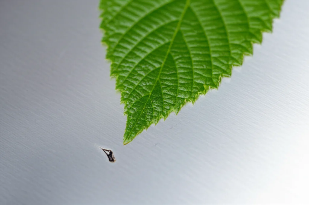 Immagine concettuale rappresentante la chimica verde e la protezione dalla corrosione. Una foglia verde vibrante copre parzialmente una superficie metallica lucida e protetta (acciaio dolce), contrastando con una piccola area corrosa nelle vicinanze. Illuminazione naturale soffusa, profondità di campo, obiettivo prime da 85mm.