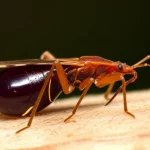 Primo piano macro di un insetto Triatoma rubrofasciata che si nutre, obiettivo macro 105mm, alta definizione, illuminazione drammatica laterale per evidenziare i dettagli della proboscide e dell'addome gonfio, sfondo scuro e sfocato, messa a fuoco precisa sull'insetto.