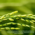Primo piano macro di una foglia di riso sana verde brillante accanto a una foglia stressata gialla/violacea per carenza nutritiva, lente macro 105mm, alta definizione, illuminazione laterale drammatica, che simboleggia la plasticità genomica mediata dagli eccDNA e la risposta allo stress.