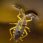 Fotografia macro ad alta definizione di un insetto acquatico predatore (come un Diplonychus) che emerge dall'acqua torbida di un fiume in Bangladesh, obiettivo macro 105mm, illuminazione drammatica che evidenzia le goccioline d'acqua sull'insetto e potenziali microplastiche colorate aderenti al suo corpo, messa a fuoco selettiva sull'insetto, sfondo sfocato che suggerisce l'ambiente fluviale inquinato.