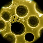 Immagine macro fotorealistica di un campione di bioceramica porosa di idrossiapatite-β-tricalcium fosfato, con una texture superficiale che mostra chiaramente i pori interconnessi, illuminazione da studio controllata per esaltare i dettagli tridimensionali, obiettivo macro 105mm, alta definizione, a simboleggiare l'ingegneria tissutale ossea.