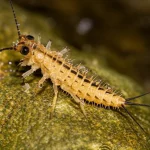 Macro fotografia di una larva di plecottero, un macroinvertebrato sensibile all'inquinamento, aggrappata a una roccia umida e muschiosa in un ruscello. Obiettivo macro 100mm, illuminazione laterale controllata per esaltare la texture dell'esoscheletro e le goccioline d'acqua, alta definizione, sfondo naturale sfocato.