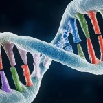 Rappresentazione artistica 3D di una molecola di microRNA che interagisce con il suo gene bersaglio all'interno di una cellula, con un focus sulla complessità e precisione del meccanismo biologico, colori vibranti su sfondo scuro, illuminazione che evidenzia i dettagli molecolari, obiettivo macro 105mm, alta definizione, per simboleggiare la scoperta scientifica nella preeclampsia.