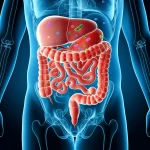 Un'immagine concettuale scientifica che mostra una visualizzazione stilizzata dell'intestino di un neonato con atresia. Si vedono chiaramente il segmento prossimale e quello distale isolato, con differenti tipi di batteri colorati in ciascuno. L'immagine ha un'illuminazione da studio, effetto 'depth of field', prime lens 35mm, duotone blu e arancione, per evocare la delicatezza e la complessità del microbiota neonatale e le differenze tra i segmenti.