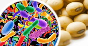 Un'immagine macro, con obiettivo da 80mm e illuminazione controllata, che mostra una visualizzazione artistica e dettagliata di un microbioma intestinale diversificato, con batteri colorati e di varie forme, suggerendo la ricchezza batterica associata alla produzione di equol nei bambini. Sullo sfondo, appena visibili, alcuni semi di soia.