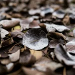 Photorealistic image of dead pear leaves on orchard floor, macro lens, 60mm, high detail, showing subtle signs of fungal colonization