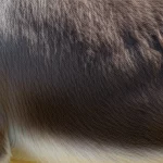 Immagine fotorealistica di un asino (Equus asinus) in un ambiente naturale, con un focus macro sulla texture della sua pelle nella regione del fianco/torace, catturata con un obiettivo macro 100mm per evidenziare i dettagli delle fibre e dei peli, illuminazione naturale controllata.