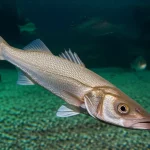 Un esemplare di spigola europea (Dicentrarchus labrax) nuota in un ambiente di acquacoltura pulito e ben illuminato, immagine scattata con un obiettivo prime da 35mm per enfatizzare la vitalità del pesce, con profondità di campo e luce naturale, a simboleggiare la salute ittica ottimale.