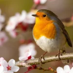 Un pettirosso europeo (Erithacus rubecula) canta vivacemente su un ramo fiorito primaverile, con il sole del mattino che ne illumina il petto arancione. Fotografia naturalistica, teleobiettivo 400mm, scatto rapido per congelare il movimento, sfondo sfocato (bokeh) per isolare il soggetto, dettagli nitidi delle piume e dei fiori.
