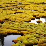 Panoramica di una torbiera dominata da Sphagnum nelle Puget Lowlands, Washington. Obiettivo grandangolare 10-24mm, lunga esposizione per ammorbidire eventuali nuvole nel cielo, messa a fuoco nitida sull'intera scena che cattura la vasta distesa di muschi e arbusti bassi, colori autunnali della vegetazione (rossi, gialli, verdi) in contrasto con il cielo azzurro, luce naturale brillante del tardo pomeriggio.