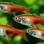 Un gruppo di pesci zebrafish, alcuni più attivi e curiosi (bold) che esplorano un acquario da laboratorio con zone colorate, mentre altri (shy) rimangono più appartati. Macro lens, 60mm, high detail, precise focusing, controlled lighting, per evidenziare le differenze comportamentali e la vivacità dei colori dei pesci.