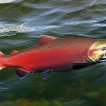 Un magnifico esemplare di Salmone Coho (Oncorhynchus kisutch) che salta fuori dall'acqua cristallina di un fiume, catturato con un teleobiettivo zoom 100-400mm, alta velocità dell'otturatore per congelare l'azione, con goccioline d'acqua sospese a mezz'aria, luce naturale del tardo pomeriggio che ne esalta i colori argentei e rosati. L'immagine simboleggia la vitalità e la salute del salmone, temi centrali dell'articolo sull'importanza del rame nella sua dieta.