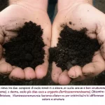 Confronto visivo tra due campioni di suolo tenuti in mano: a sinistra, suolo scuro, umido e ben strutturato (fertilizzato organicamente), a destra, suolo più chiaro, secco e compatto (fertilizzato mineralmente). Obiettivo macro 60mm, alta definizione, illuminazione naturale laterale per evidenziare le differenze di texture, colore e struttura.