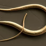 Immagine macro fotorealistica del nematode Oxyspirura mansoni, il verme dell'occhio di pollo, con dettagli nitidi della sua struttura filiforme su sfondo scuro, illuminazione da laboratorio controllata laterale per evidenziare la texture, obiettivo macro 105mm, alta definizione.