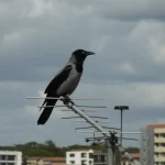 Un Corvo delle Case Indiano (Corvus splendens) in un contesto urbano di Dodoma, Tanzania, appollaiato su un'antenna televisiva, con edifici e cielo parzialmente nuvoloso sullo sfondo. Teleobiettivo, luce diurna, dettagli nitidi dell'uccello e del suo piumaggio nero e grigio, che simboleggia l'adattabilità delle specie invasive agli ambienti antropizzati.