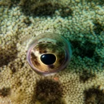 Primo piano fotorealistico dell'occhio di un pesce piatto, come la sogliola senegalese (Solea senegalensis), che emerge dalla sabbia, obiettivo macro 105mm, alta definizione, messa a fuoco precisa sulla pupilla e sulla texture mimetica della pelle circostante, illuminazione subacquea naturale che crea riflessi sull'occhio.